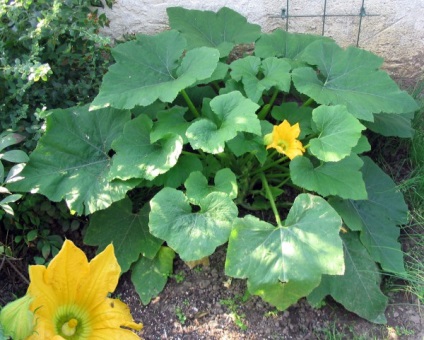 Cum să vă asigurați că castraveți cultivate în orice vreme (castraveți) Cum să vă asigurați că castraveți cultivate în orice vreme