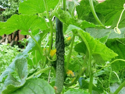 Cum să vă asigurați că castraveți cultivate în orice vreme (castraveți) Cum să vă asigurați că castraveți cultivate în orice vreme