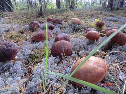 Ca fungi scroafă (scroafă) Cum de a planta ciuperci