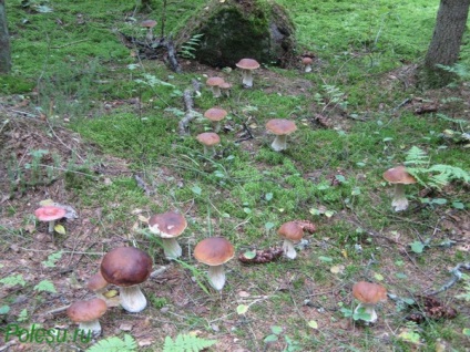 Ca fungi scroafă (scroafă) Cum de a planta ciuperci