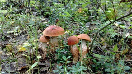 Ca fungi scroafă (aproximativ arbori) Cum de a planta ciuperci