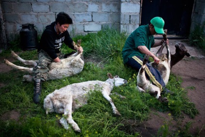Așa cum este acum trăiesc într-o națiune fericită din Mongolia (Mongolia) După cum el trăiește acum într-o națiune fericită de Mongolia