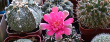 Cactusii în casă - este bine sau rău pentru a afla adevărul și trage o concluzie (rau) Cactusii în casă - este bine sau rău pentru a afla adevărul și trage o concluzie