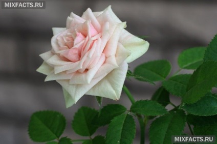 Cum să aibă camera de îngrijire a crescut de flori la domiciliu boli si tratamentul lor (Rose) Cum să aibă grijă de camera în care boala de flori carte de acasă și tratamentul acesteia