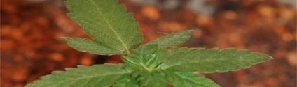 Cum să crească o casă doar un singur marijuana Bush (partea 1) - cultivarea de cânepă în acasă (acasă) Cum să crească o casă doar un singur marijuana Bush (partea 1) - cultivarea de canabis la domiciliu