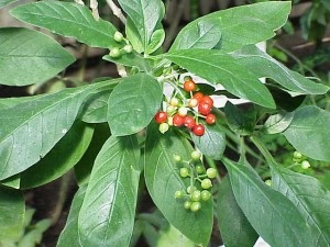 Cum de a induce voma într-un câine sau o pisică în casă (câine) Cum de a induce voma într-un câine sau o pisică la domiciliu
