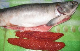 Cum să murarea ouă somon acasă sărat în mod corespunzător icre de somon (dreapta) Cum să murarea ouă somon acasă sărat în mod corespunzător de somon caviar