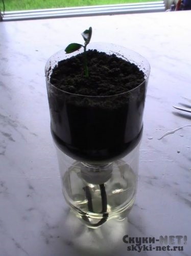 irigare prin picurare pentru plante în ghiveci (picurare) irigare prin picurare pentru plante în ghiveci