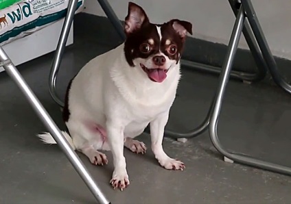 În cazul în care creșterea în urechi Chihuahua și cum să le pună, cum să pună urechi Chihuahua (pune) În cazul în care creșterea în urechi Chihuahua și cum să le pună, cum să pună urechile Chihuahua