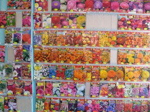 flori Ghivece din semințe - achiziționarea, selecție, depozitare (achiziție) flori Ghivece din semințe - achiziționarea, selectarea, depozitarea,