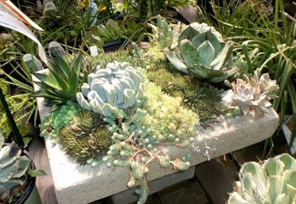 Componența cactuși și suculente în proiectarea de paturi de flori - idei și sfaturi, idei mele pentru gradina si gradina (dacha) Componența cactuși și suculente în proiectarea de paturi de flori - idei și sfaturi pentru a da ideile mele și grădină