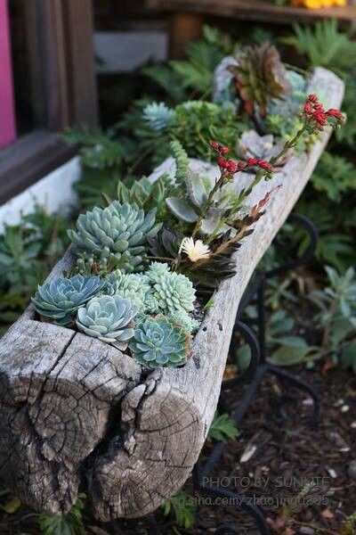 Componența cactuși și suculente în proiectarea de paturi de flori - idei și sfaturi, idei mele pentru gradina si gradina (cactus) Componența cactuși și suculente în proiectarea de paturi de flori - idei și sfaturi pentru a da ideile mele și grădină