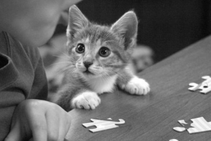 Istoria lui Cat () Istoria pisicii