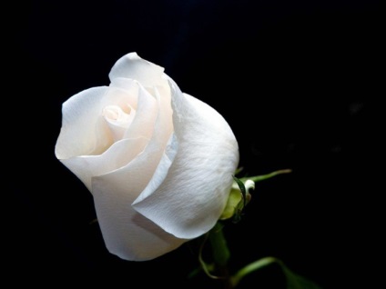 zicale frumoase despre dragoste (dragoste Omar Khayyam) zicale frumoase despre dragoste