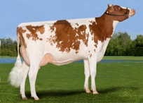 Roșu alb-Holstein, descrierea și fotografia de rasa alba rosu (pestriță) Roșu alb-Holstein, descrierea și fotografia de rasa alb rosu