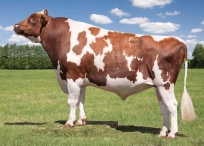 Roșu alb-Holstein, descrierea și fotografia de rasă albă roșu (viței de rasa pestriț roșu) Roșu alb-Holstein, descrierea și fotografia de rasa alb rosu