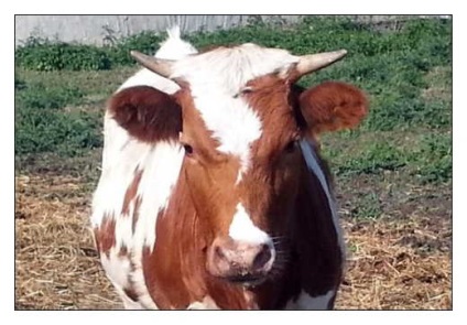 Roșu alb-Holstein, descrierea și fotografia de rasa alba rosu (rasa pestriță viței roșu) Roșu alb-Holstein, descrierea și fotografia de rasa alb rosu