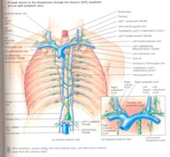 Blood - orbita - ENERGETIX (orbita) Sânge - orbită - ENERGETIX