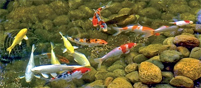 koi Tratamentul aeromonosis (aeromonosis) Tratamentul aeromonosis koi