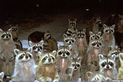 Capcana raton în etapa (raton) Capcana pentru Raccoon în acțiune