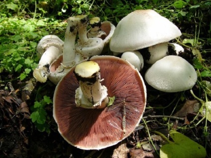 ciuperci false (ciuperca are suficientă) champignon false