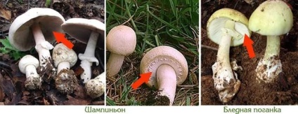 ciuperci false (are suficient de plăcută) champignon false