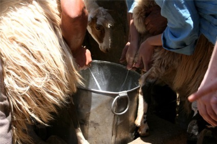 oi de lapte - agroxxi (industria creșterii animalelor) Lapte de oaie - agroxxi