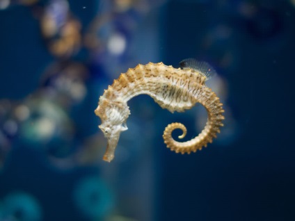 Seahorse (Seahorse) Seahorse