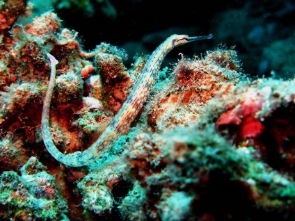 Seahorse (mare) Seahorse