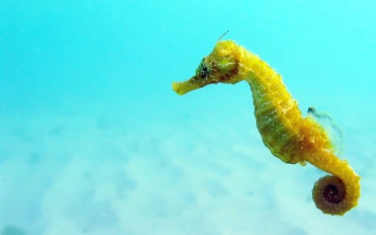 Seahorse (mare) Seahorse