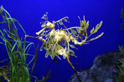 morsă (camuflaj patinele de master) Seahorse