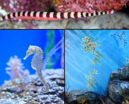 Seahorse (seahorse Thorny) Seahorse