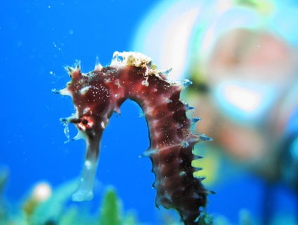 Seahorse (mare) Seahorse