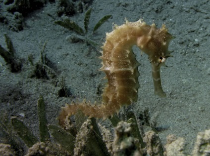 morsă (Hardwood marin dragon) Seahorse
