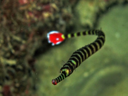 Seahorse (mare) Seahorse