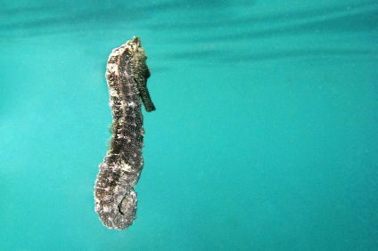 cal mare (ac mare) Seahorse