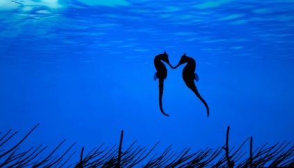 cal mare (ac mare) Seahorse