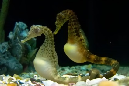 cal mare (ac mare) Seahorse