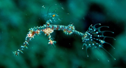 Seahorse (Seahorse) Seahorse