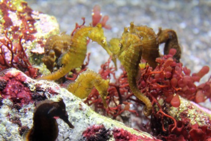 Seahorse (dragon mare) Seahorse