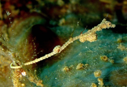 morsă (camuflaj patinele de master) Seahorse