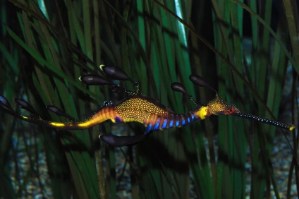 Seahorse (seahorse Thorny) Seahorse