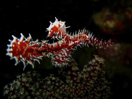 Seahorse (dragon mare) Seahorse