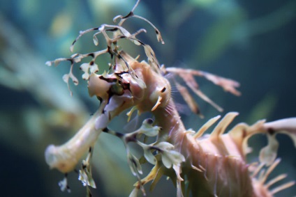 morsă (camuflaj patinele de master) Seahorse