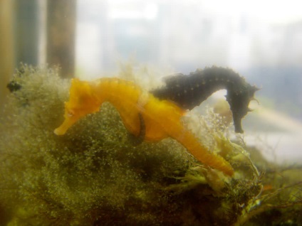 Seahorse (seahorse Thorny) Seahorse