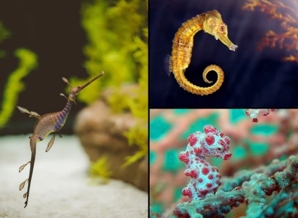 Seahorse (seahorse Thorny) Seahorse