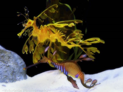 morsă (Hardwood marin dragon) Seahorse