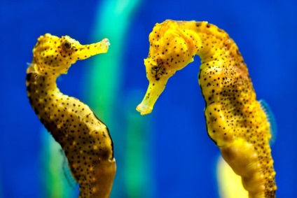 morsă (Hardwood marin dragon) Seahorse