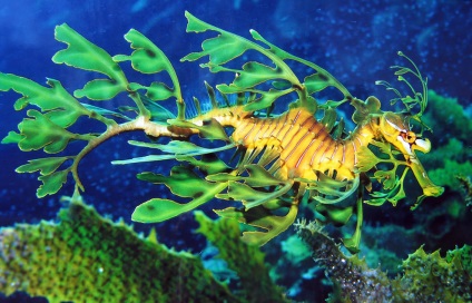 Seahorse (Seahorse) Seahorse