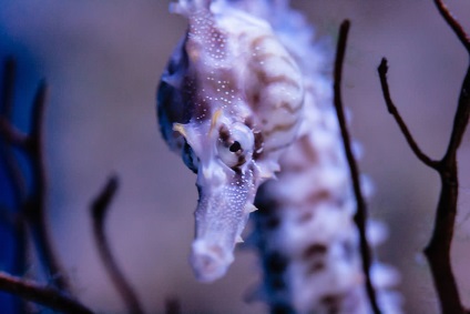 cal mare (ac mare) Seahorse